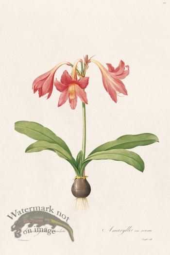 Les Liliacees Redoute 424